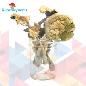 Buy Alacabenzi Magic Mushrooms Online